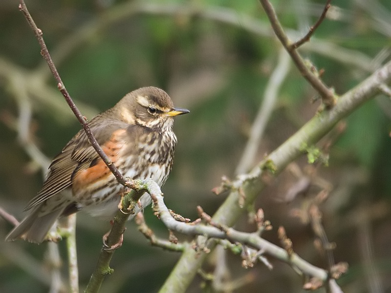 Turdus iliacus Koperwiek Redwing